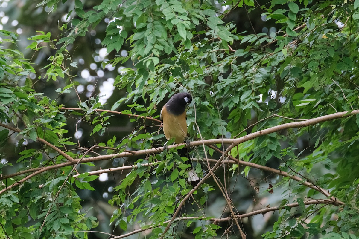 Rufous Treepie - ML643411782