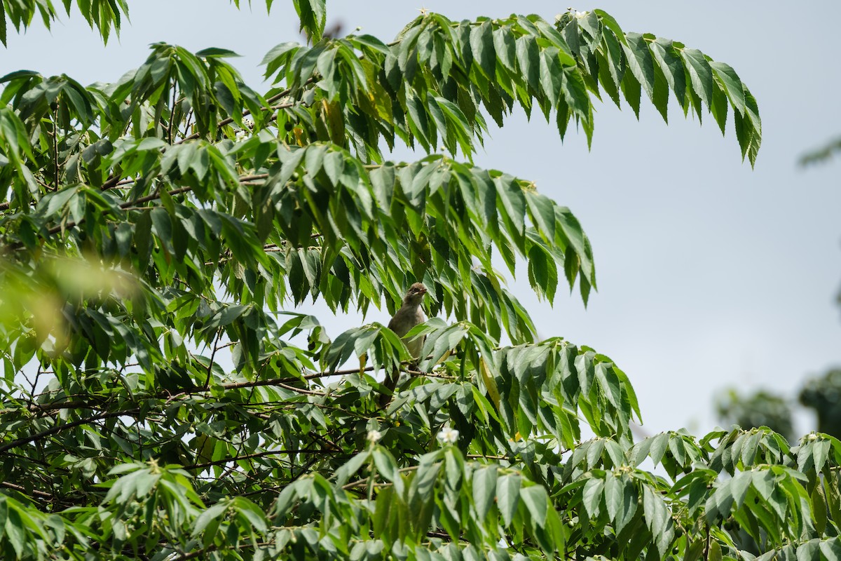 Streak-eared Bulbul - ML643411783
