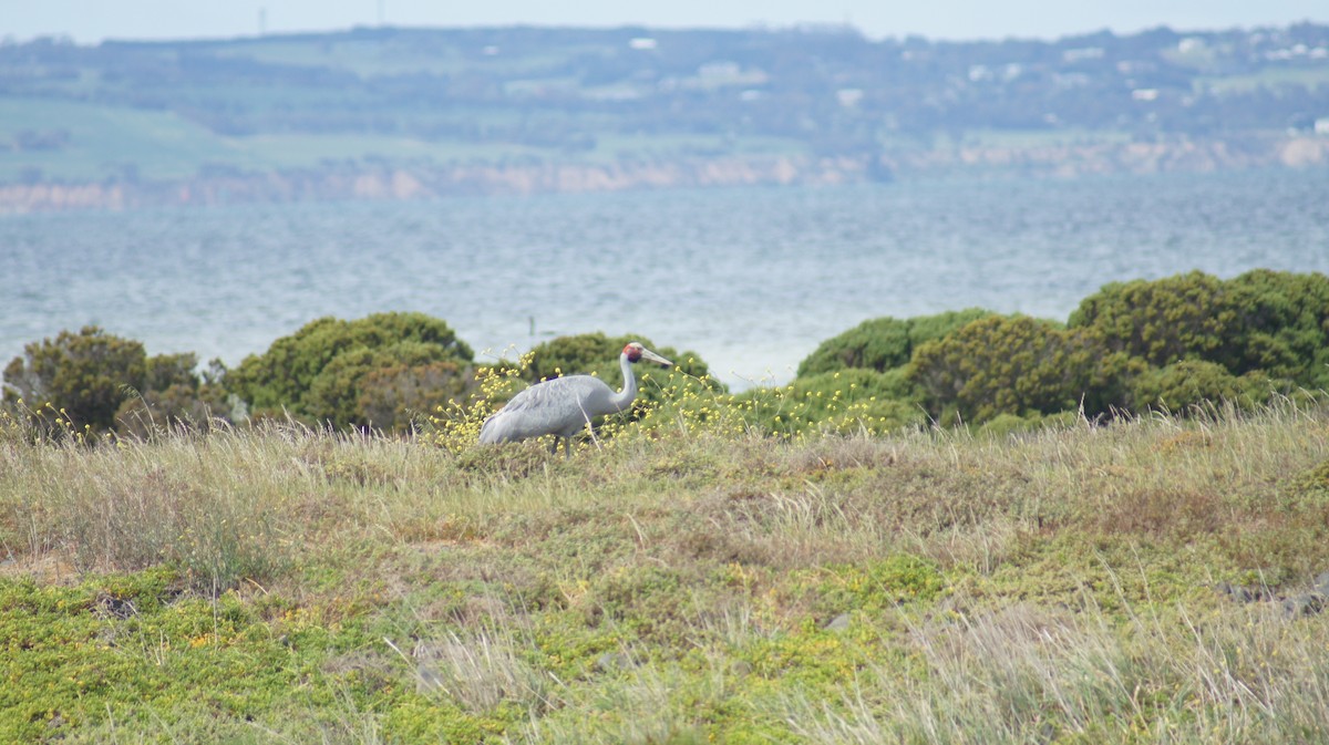 Brolga - ML643411792
