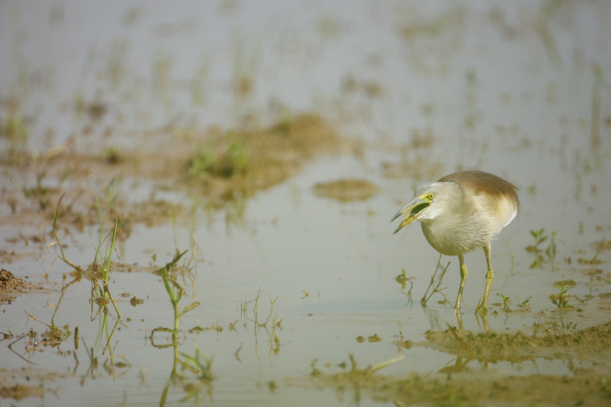 mangrovehegre - ML643411800
