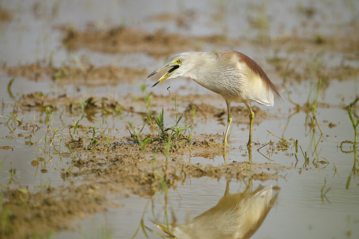 mangrovehegre - ML643411802
