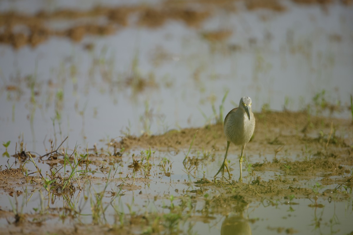 mangrovehegre - ML643411805