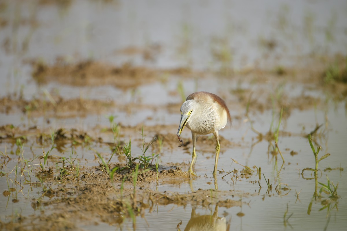mangrovehegre - ML643411808