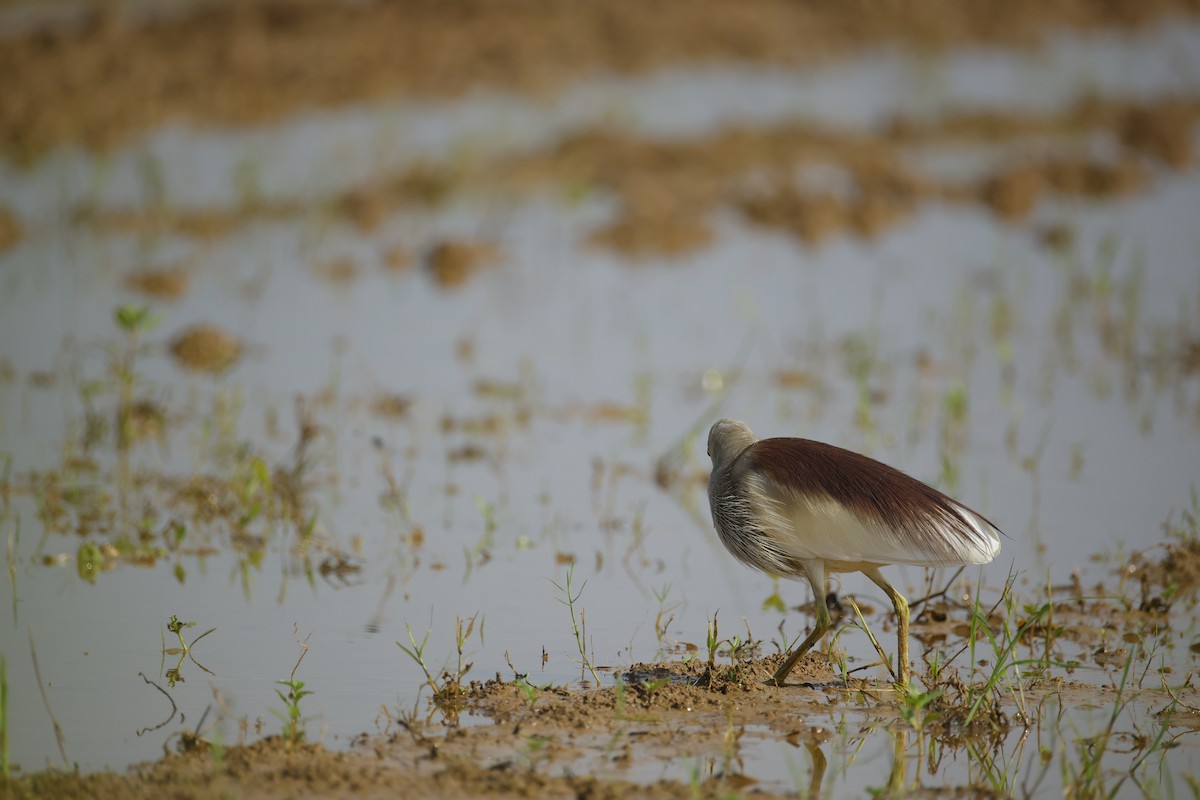 mangrovehegre - ML643411810