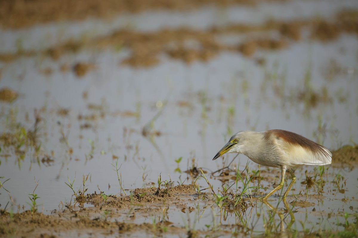mangrovehegre - ML643411811