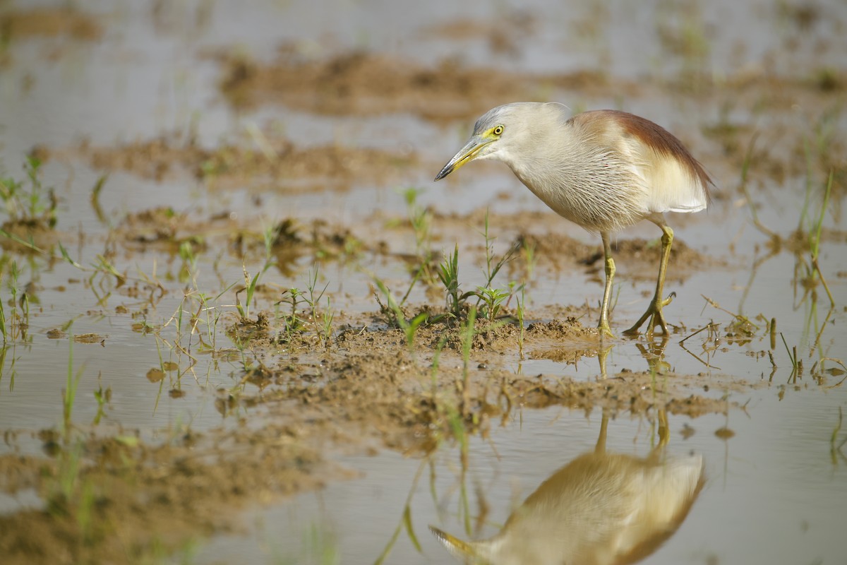 mangrovehegre - ML643411812
