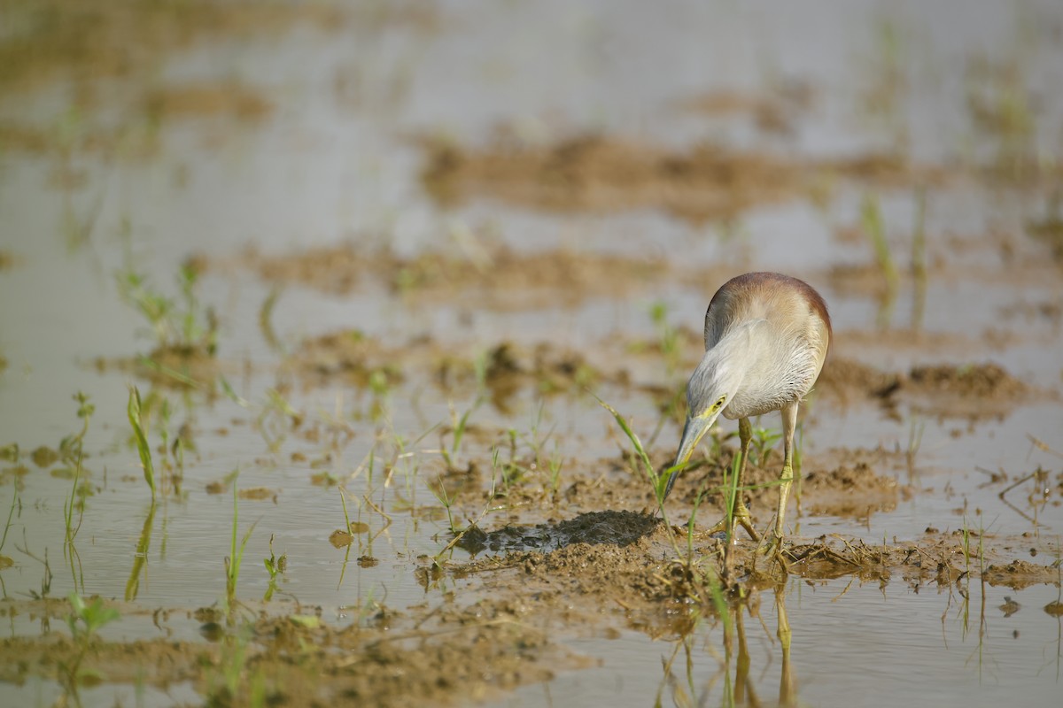 mangrovehegre - ML643411813