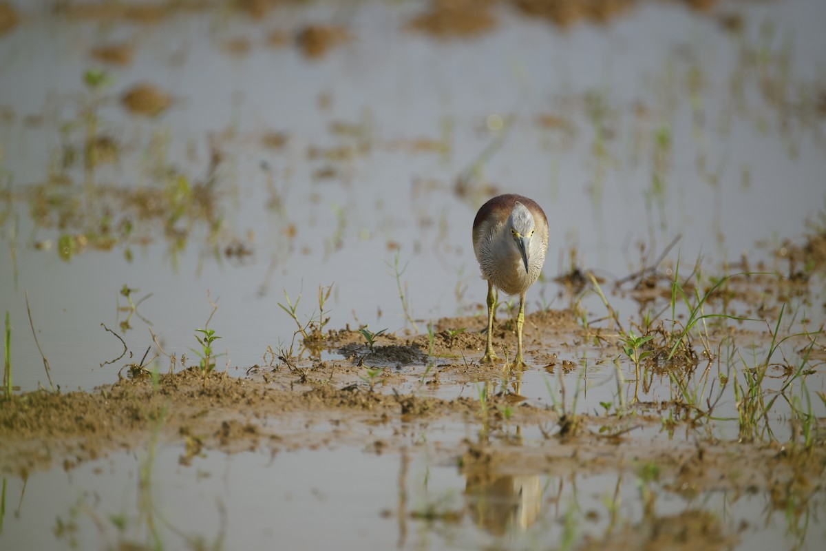 mangrovehegre - ML643411814