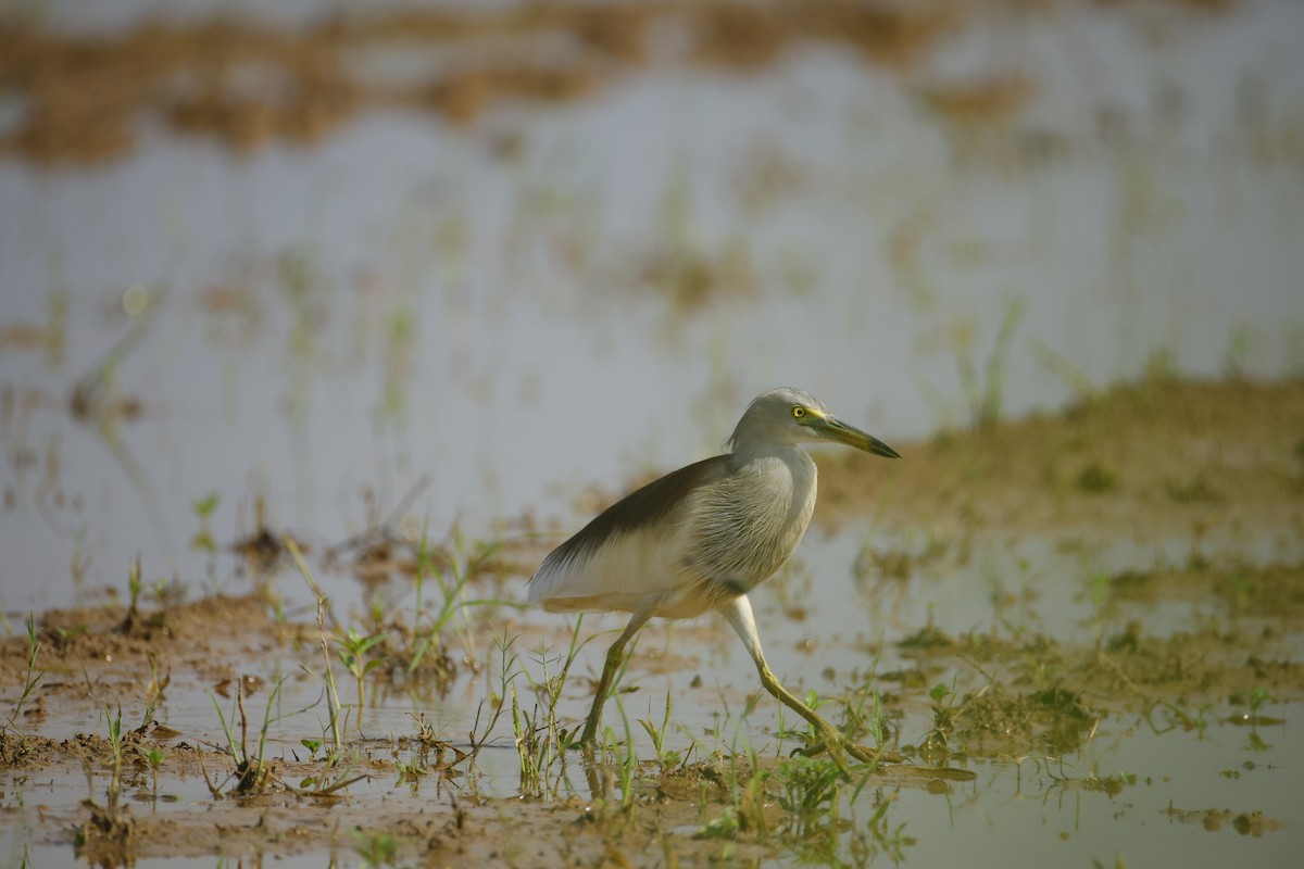 mangrovehegre - ML643411815