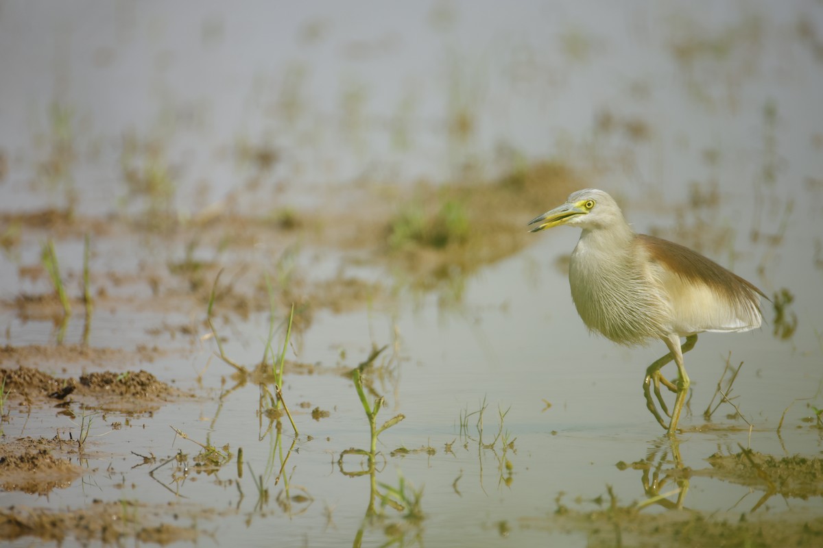 mangrovehegre - ML643411816