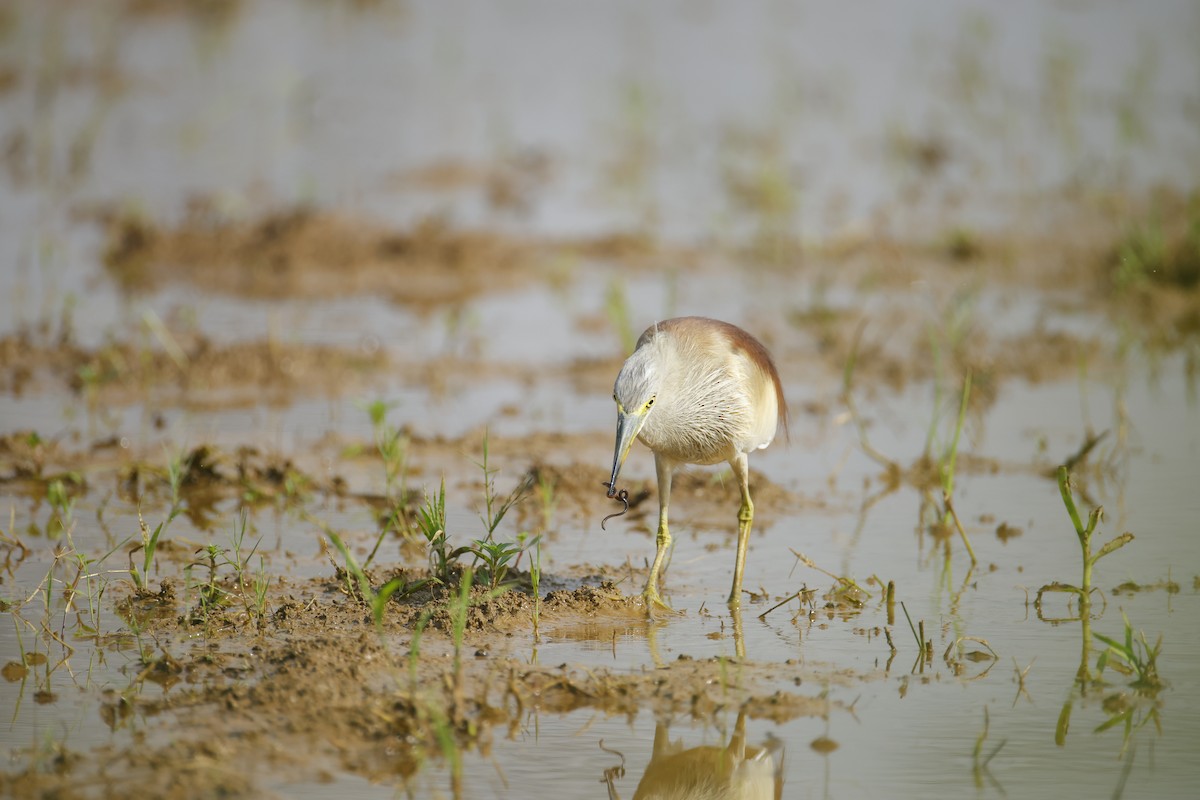 mangrovehegre - ML643411817