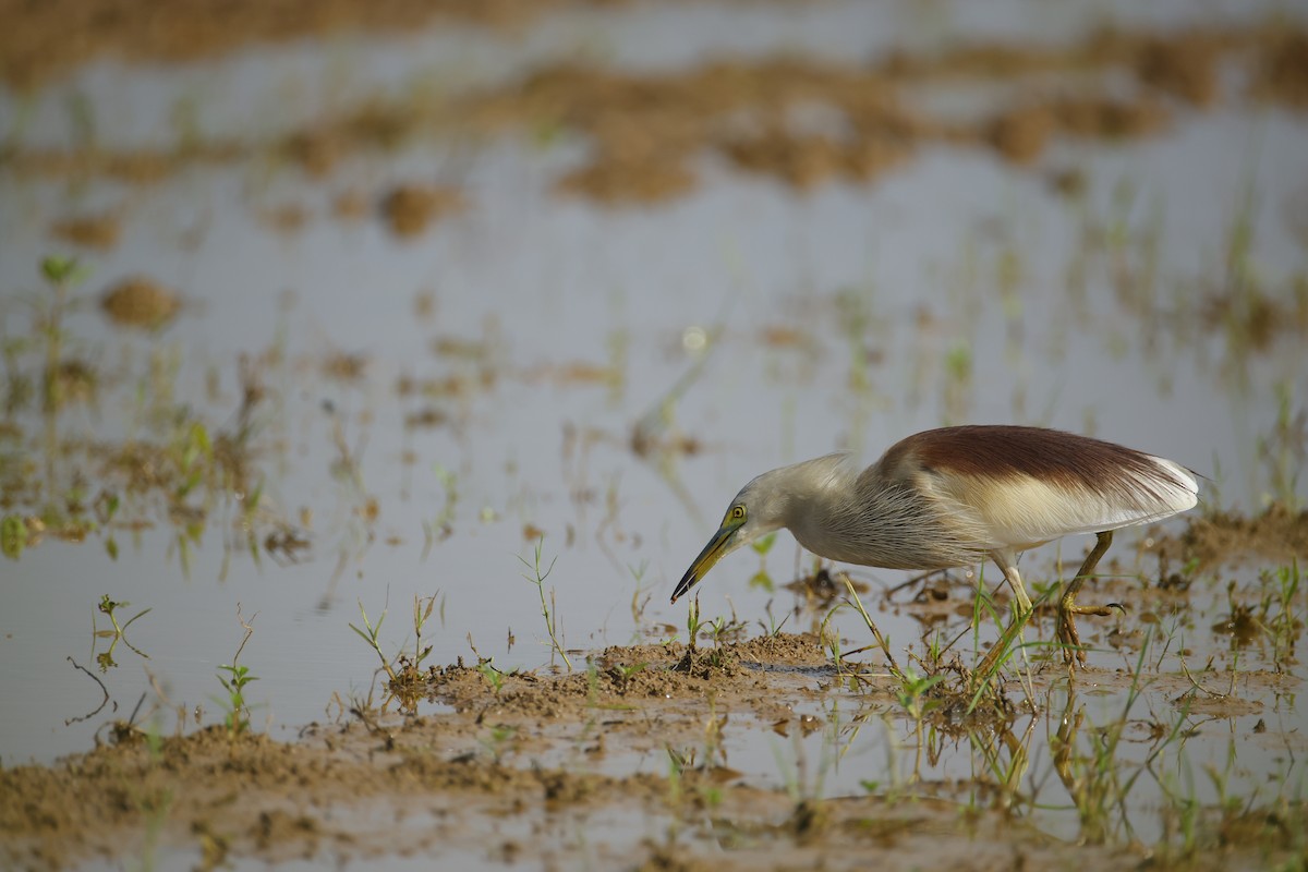 mangrovehegre - ML643411818
