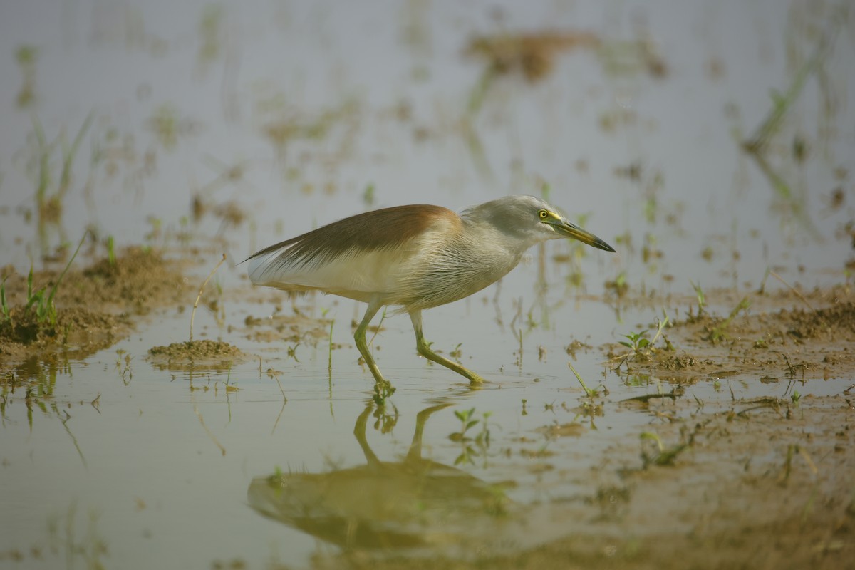 mangrovehegre - ML643411819