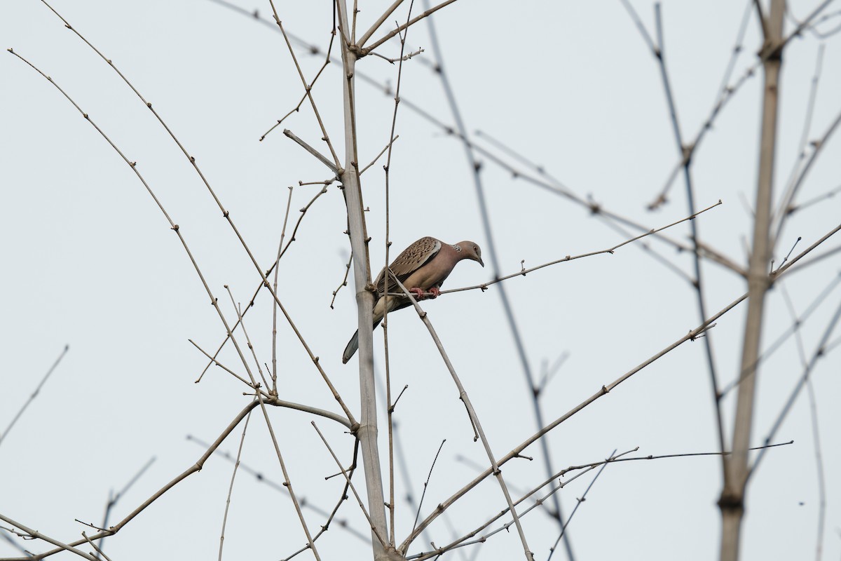 Spotted Dove - ML643411823