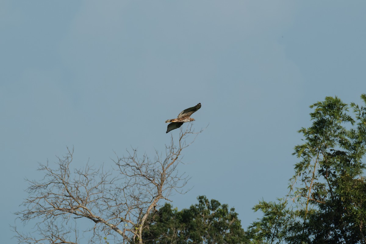 Oriental Honey-buzzard - ML643411826