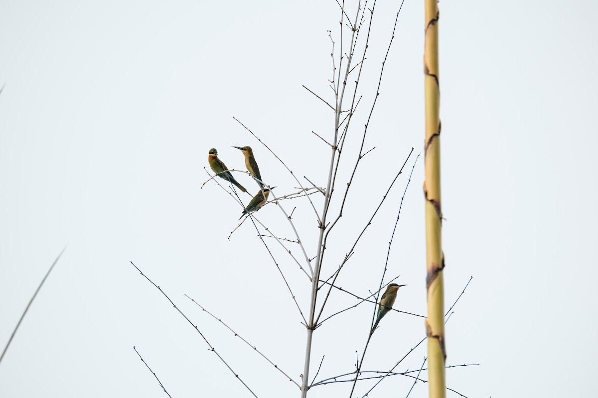 Blue-tailed Bee-eater - ML643411829