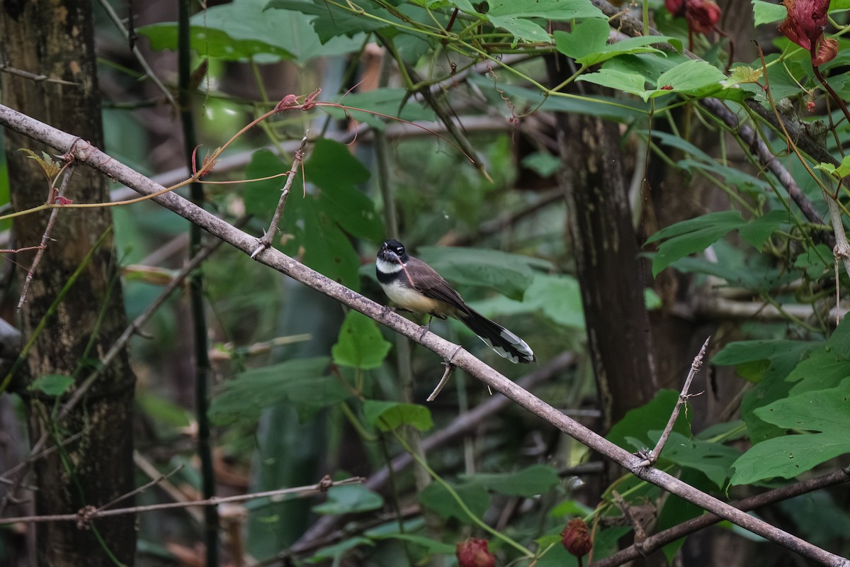 Malaysian Pied-Fantail - ML643411832