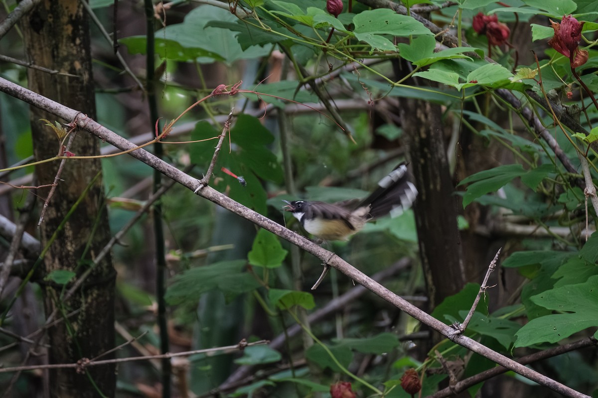Malaysian Pied-Fantail - ML643411833