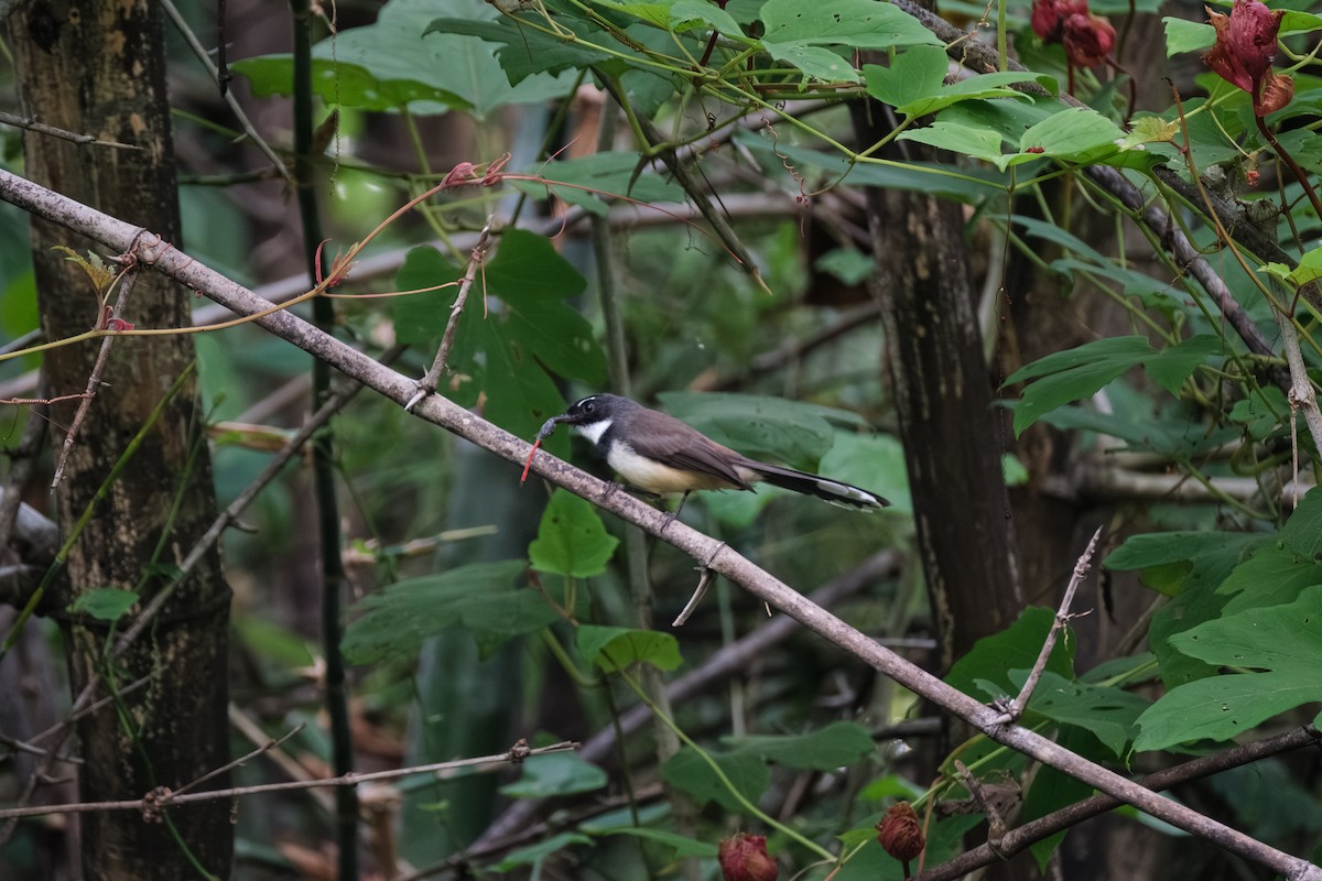 Malaysian Pied-Fantail - ML643411834