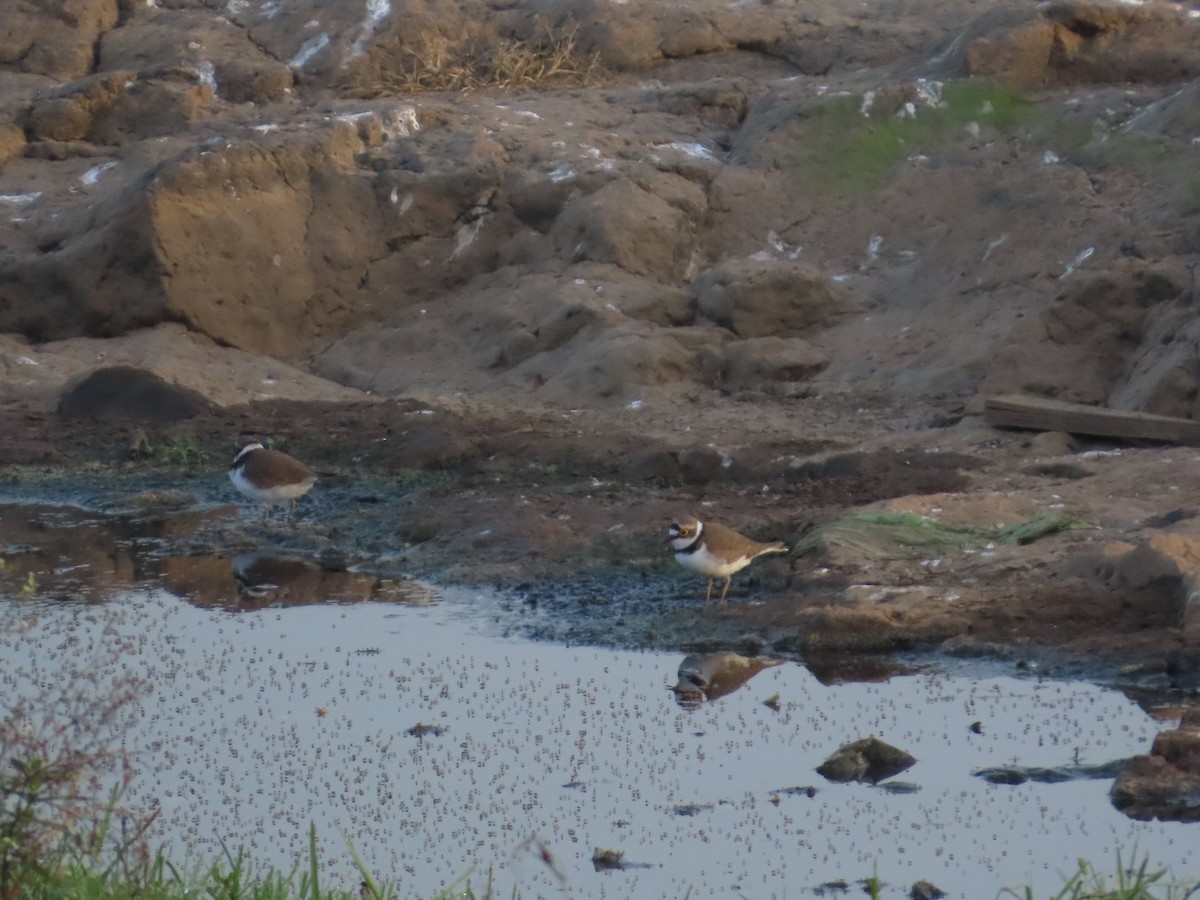 Little Ringed Plover - ML643411835