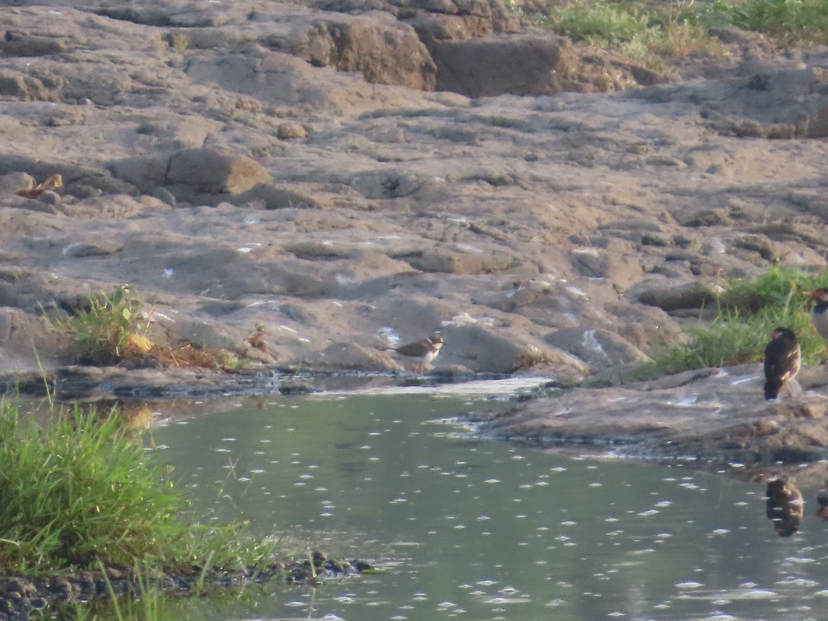 Little Ringed Plover - ML643411842
