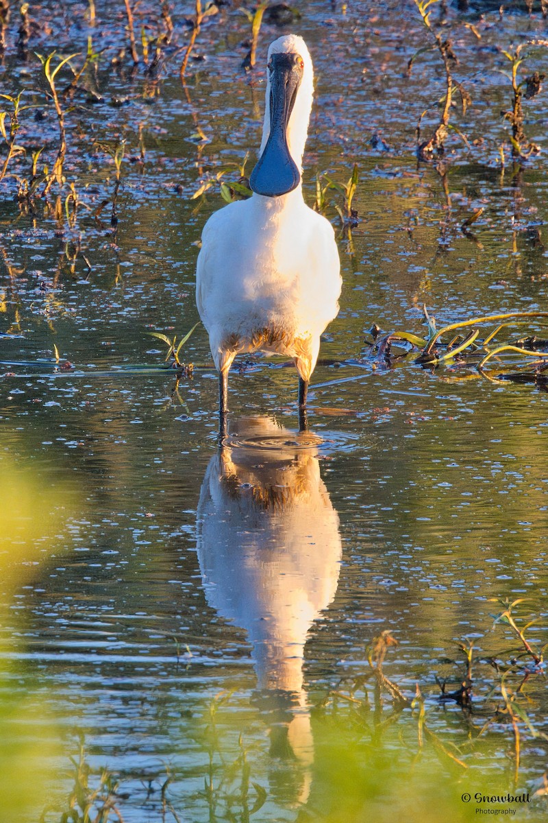 Royal Spoonbill - ML643411852