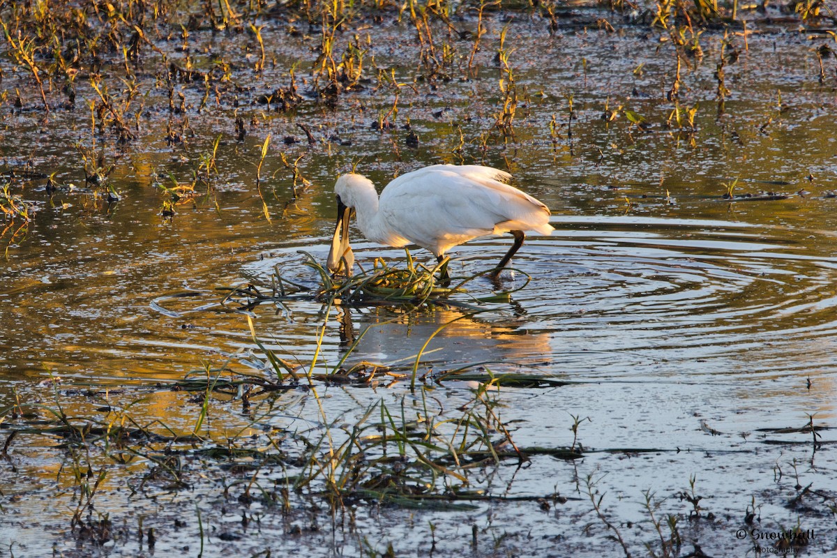 Royal Spoonbill - ML643411853