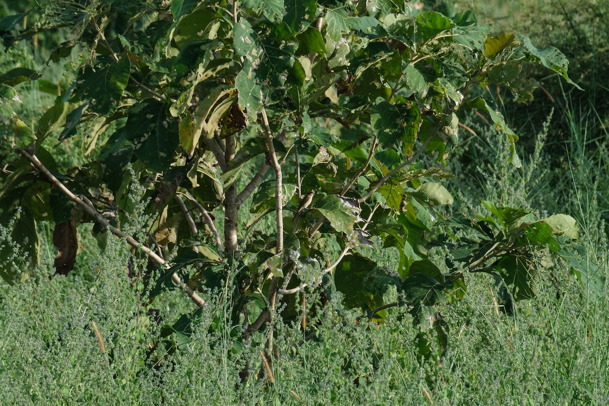 Tiger Shrike - ML643411856