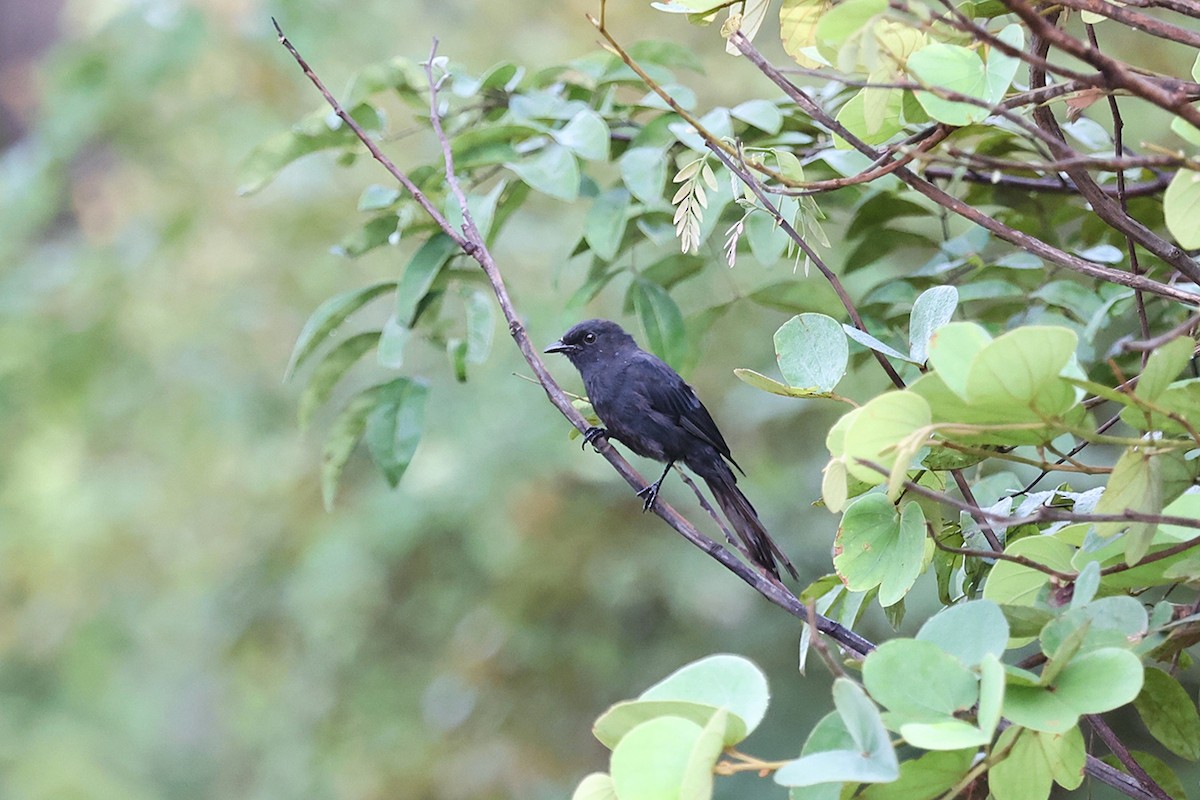 Northern Black-Flycatcher - ML643411886