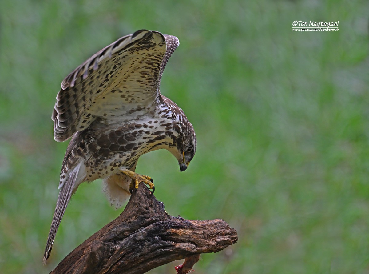 Common Buzzard - ML643411894