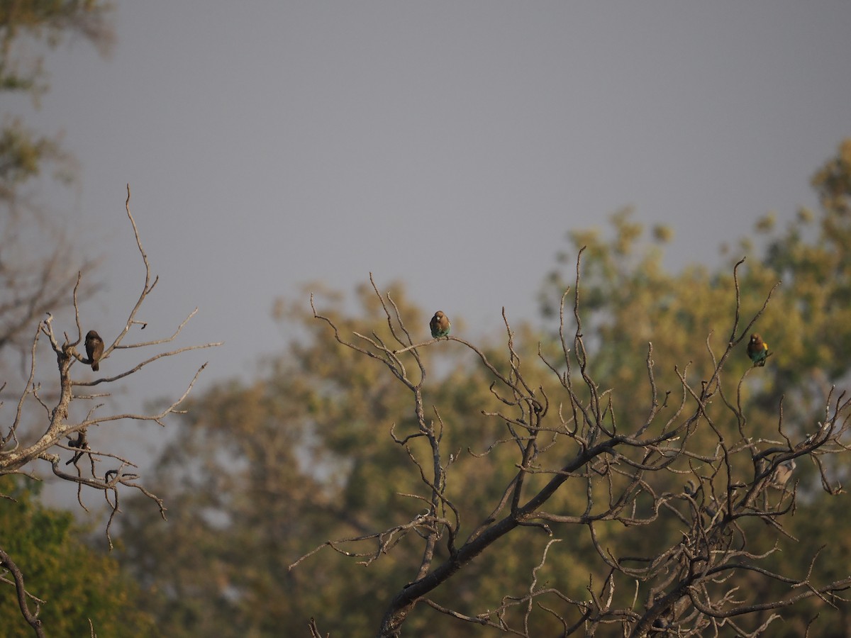 gulissepapegøye - ML643411897