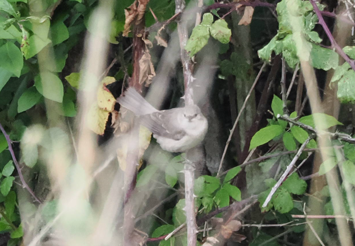 Barred Warbler - ML643411902