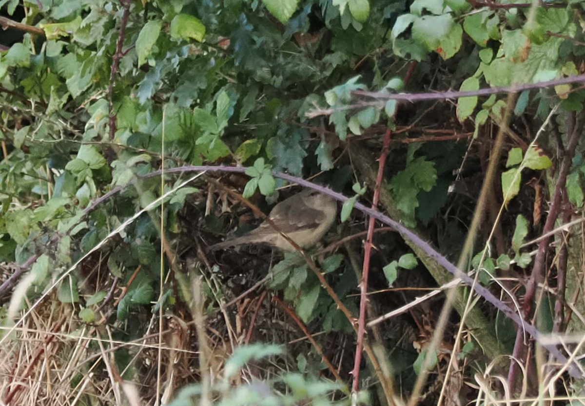 Barred Warbler - ML643411903