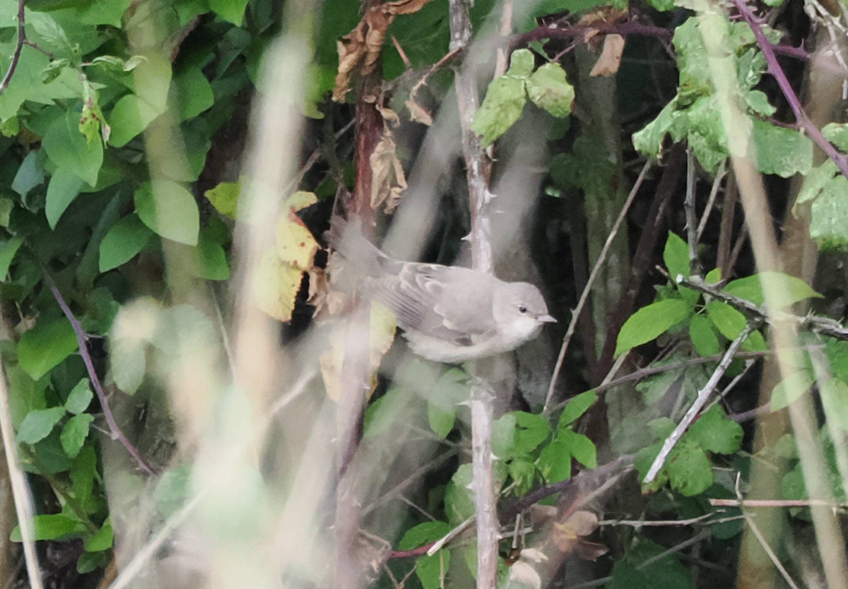 Barred Warbler - ML643411904