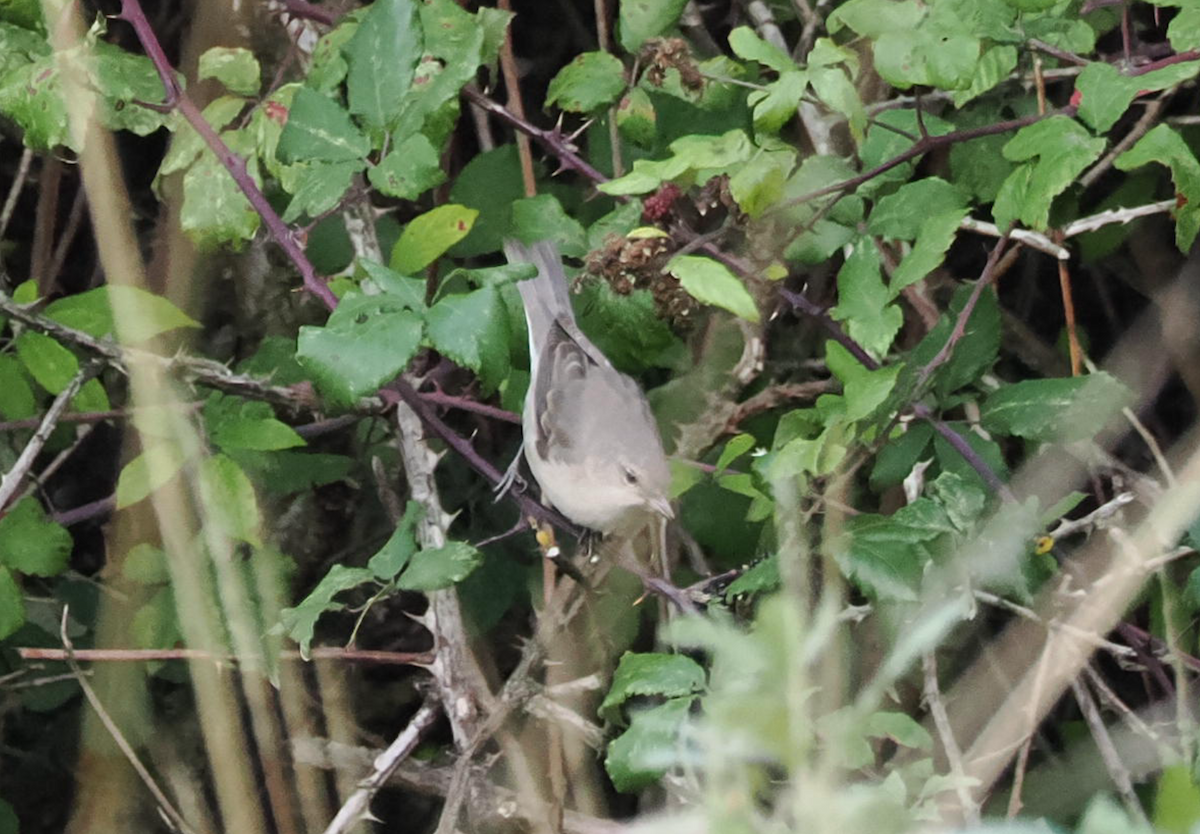 Barred Warbler - ML643411905