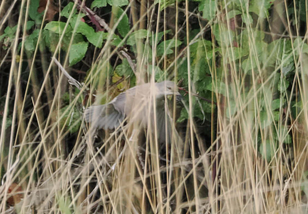 Barred Warbler - ML643411906