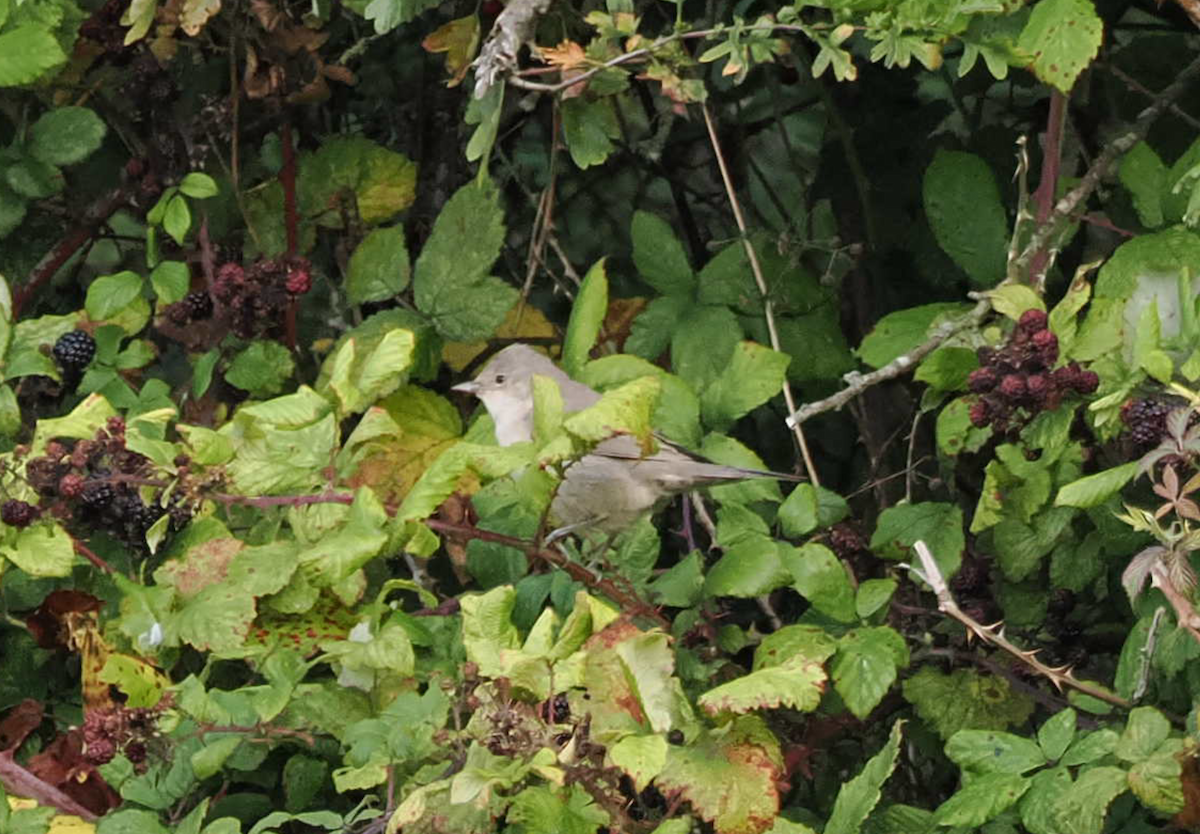 Barred Warbler - ML643411907