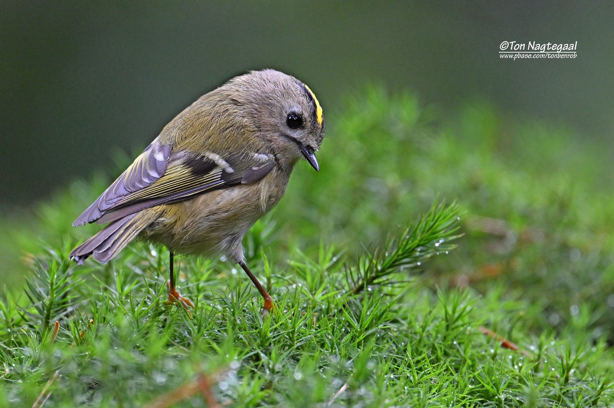 Goldcrest - ML643411910