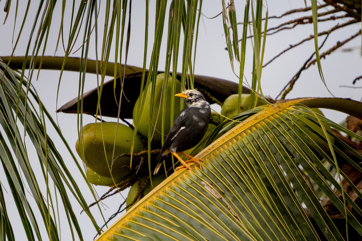 Great Myna - ML643411927