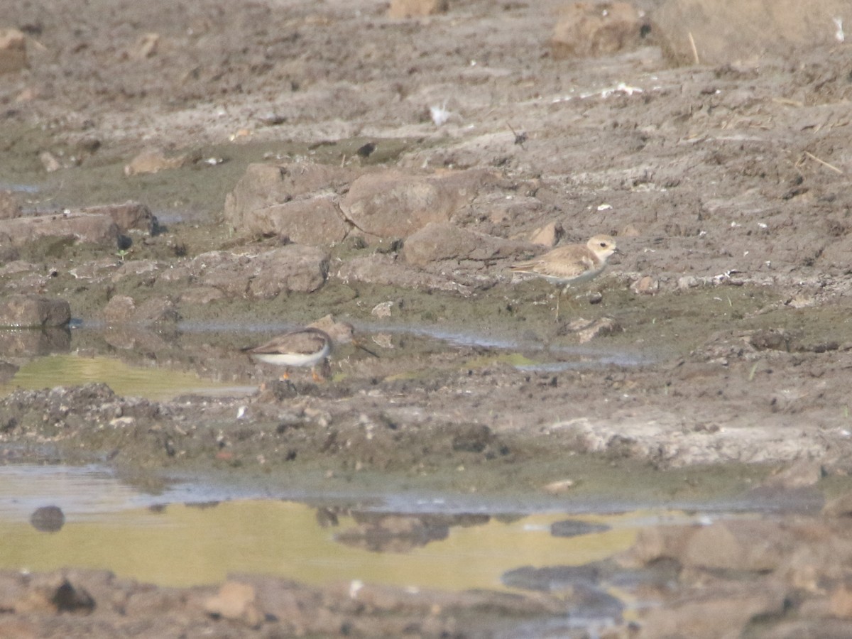 Tibetan Sand-Plover - ML643411931