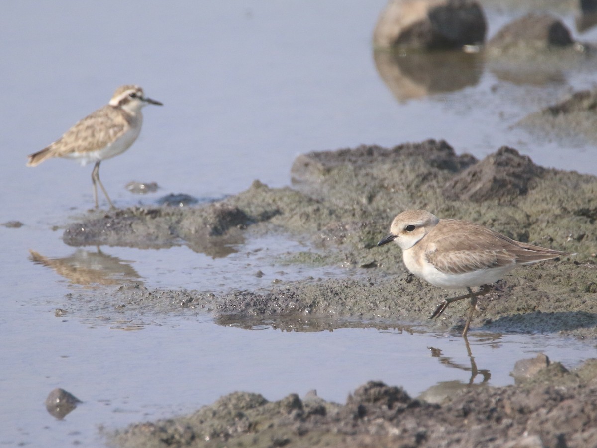 Tibetan Sand-Plover - ML643411932