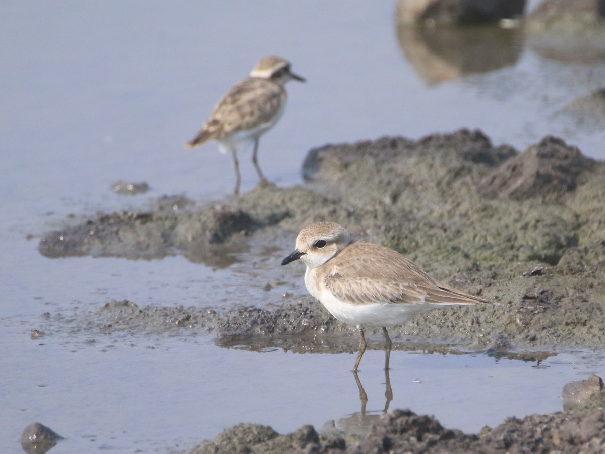 Tibetan Sand-Plover - ML643411933