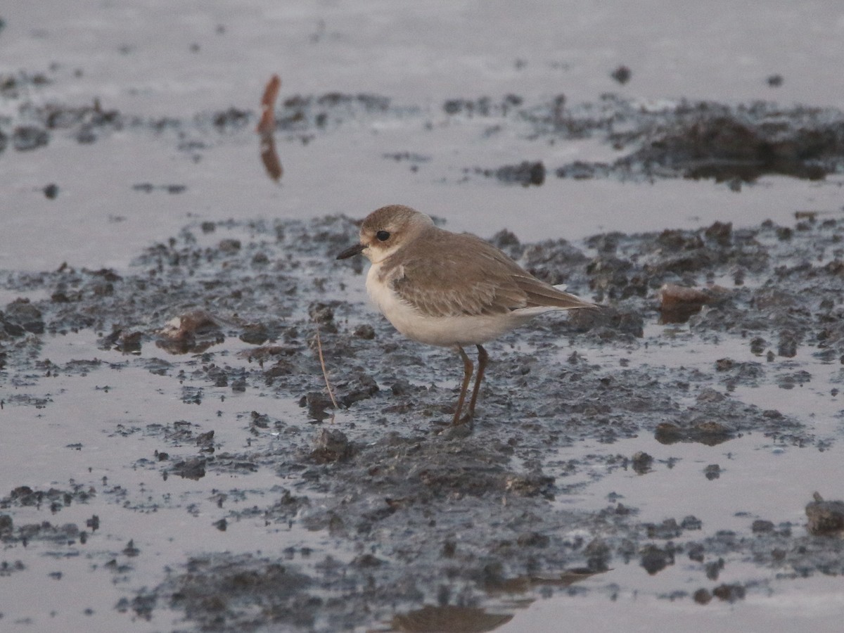 Tibetan Sand-Plover - ML643411934