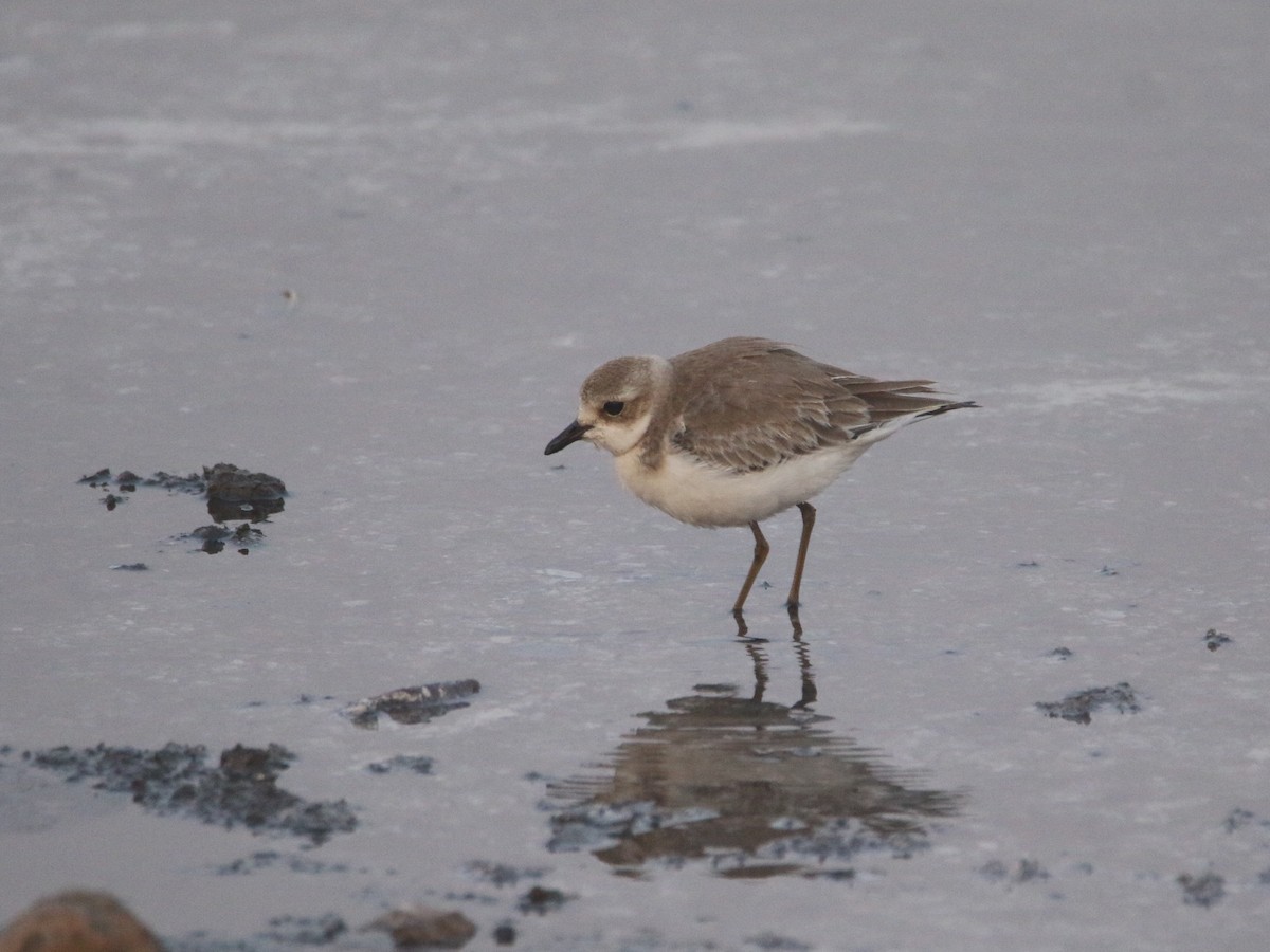 Tibetan Sand-Plover - ML643411935