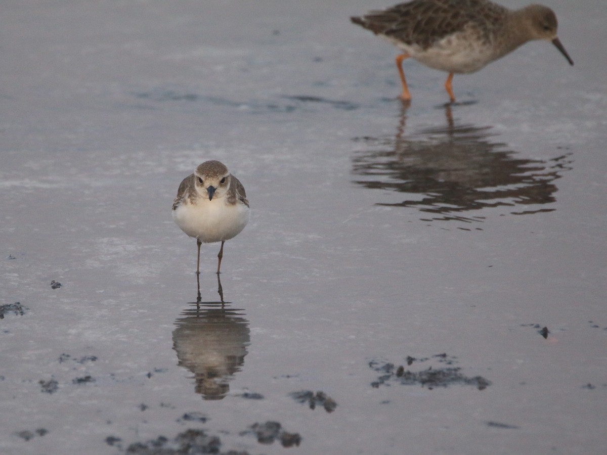 Tibetan Sand-Plover - ML643411936