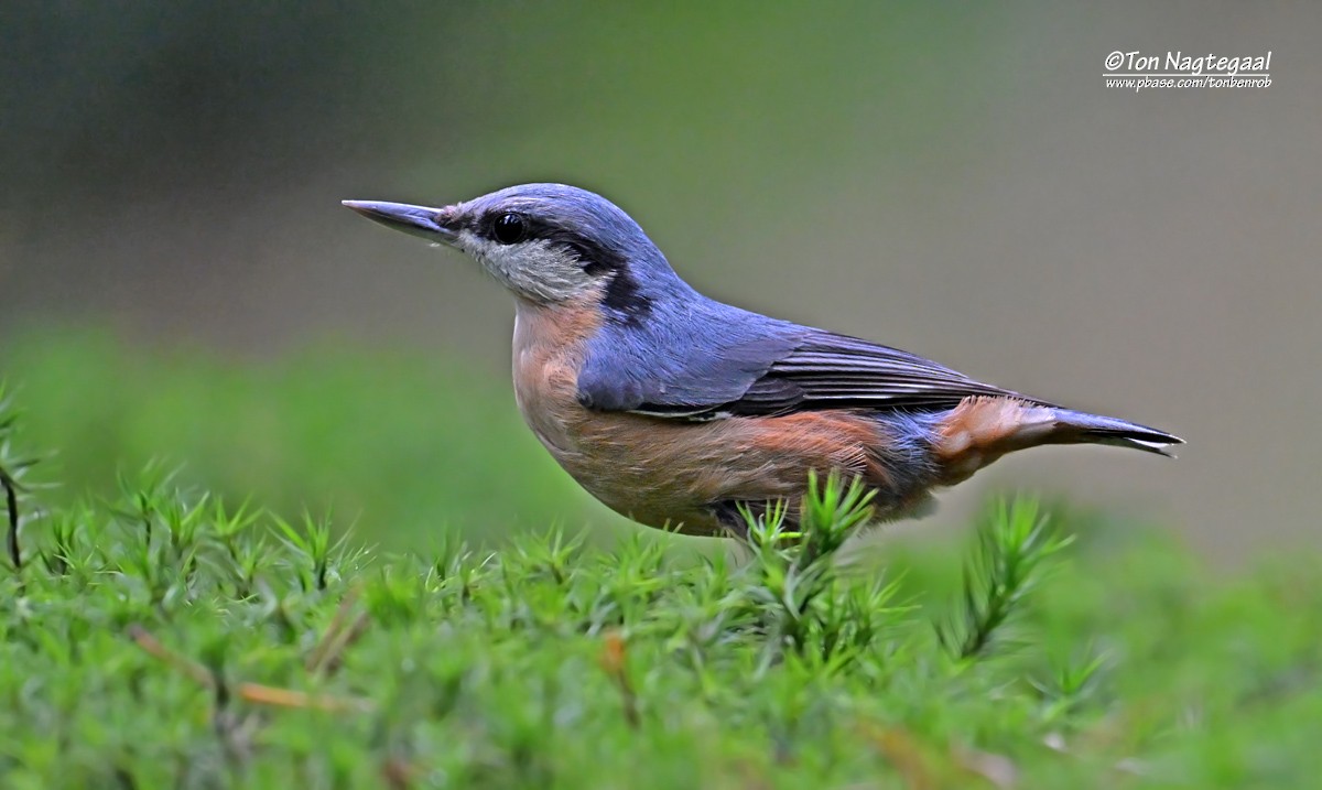 Eurasian Nuthatch - ML643411947