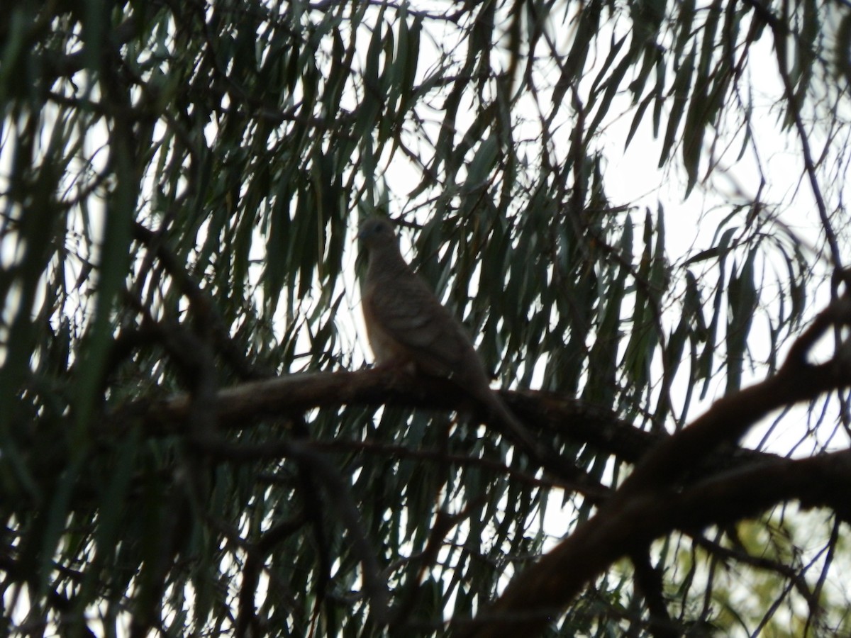 Peaceful Dove - ML643411950