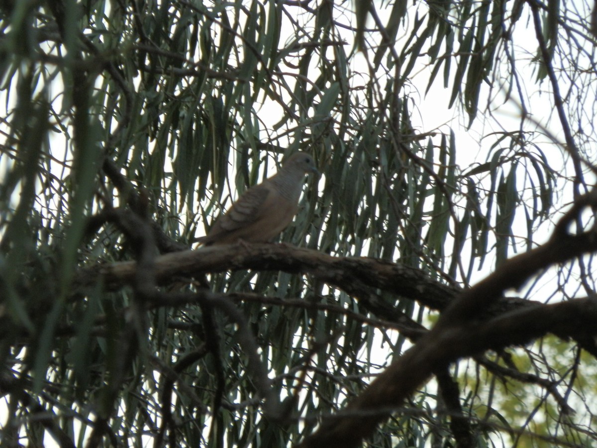 Peaceful Dove - ML643411951