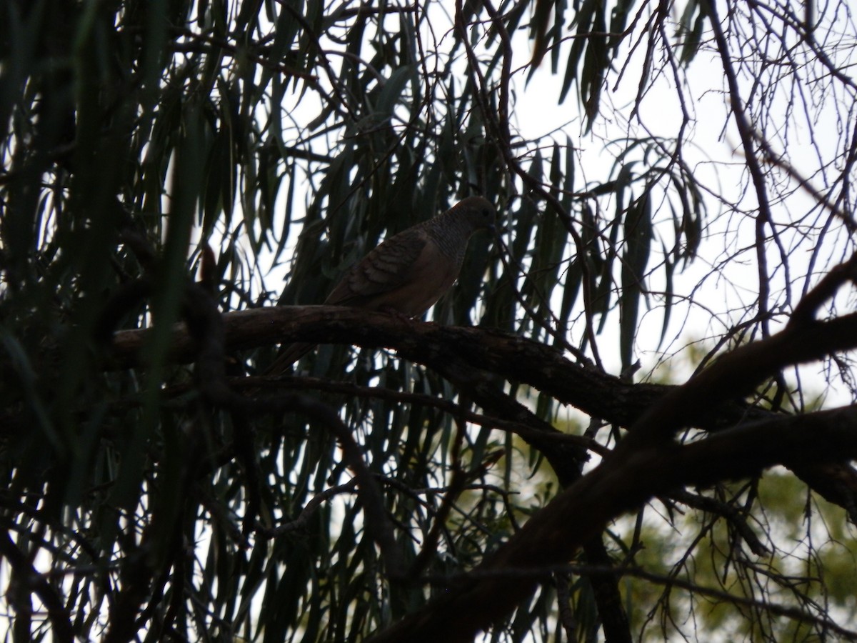 Peaceful Dove - ML643411952