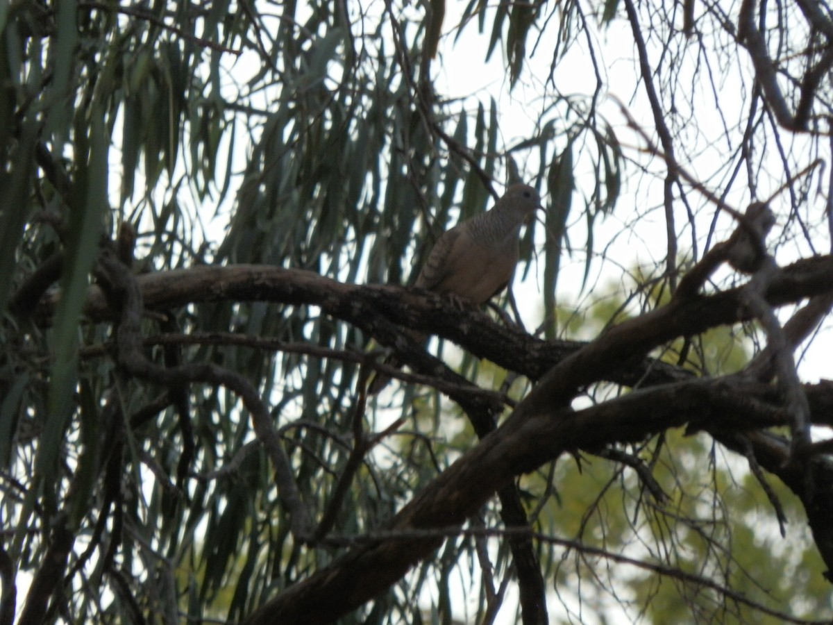 Peaceful Dove - ML643411953